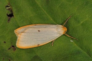 Gatunek Cybosia_mesomella - Motylarnia Władysławowo