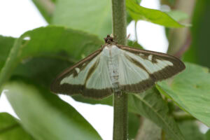 Gatunek Cydalima_perspectalis - Motylarnia Władysławowo