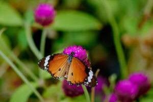 Gatunek Danaus_chrysippus - Motylarnia Władysławowo