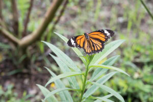 Gatunek Danaus_genutia - Motylarnia Władysławowo
