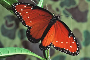 Gatunek Danaus_gilippus - Motylarnia Władysławowo