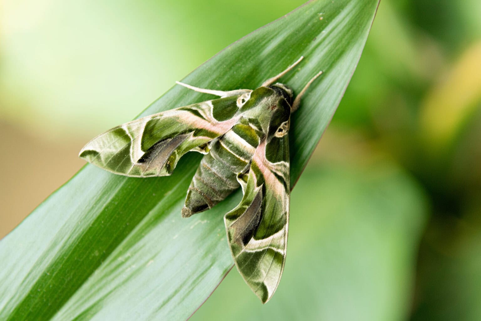 Gatunek Daphnis_nerii - Motylarnia Władysławowo