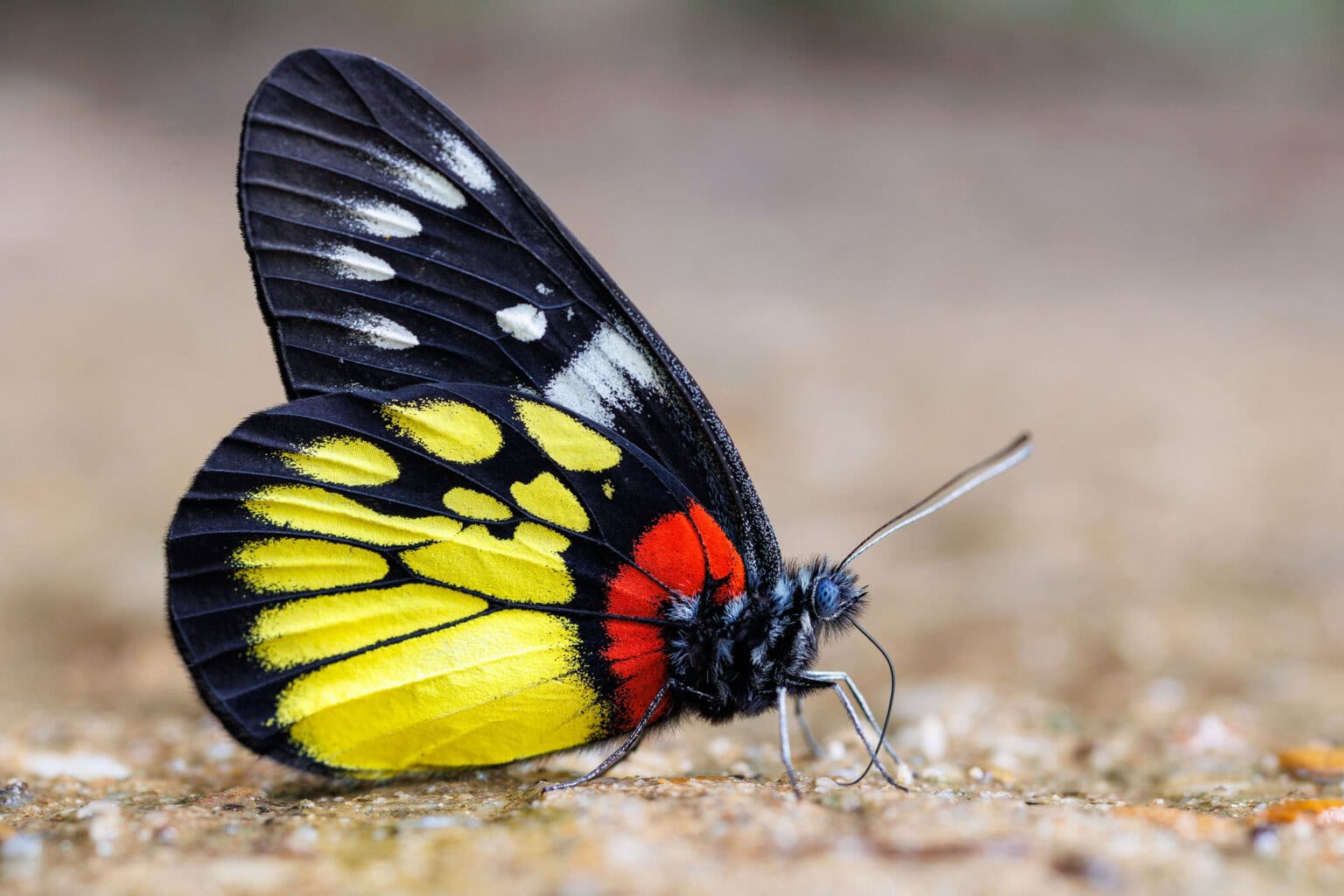 Gatunek Delias_nigrina - Motylarnia Władysławowo