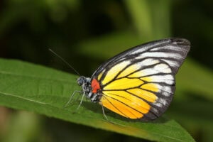 Gatunek Delias_pasithoe - Motylarnia Władysławowo