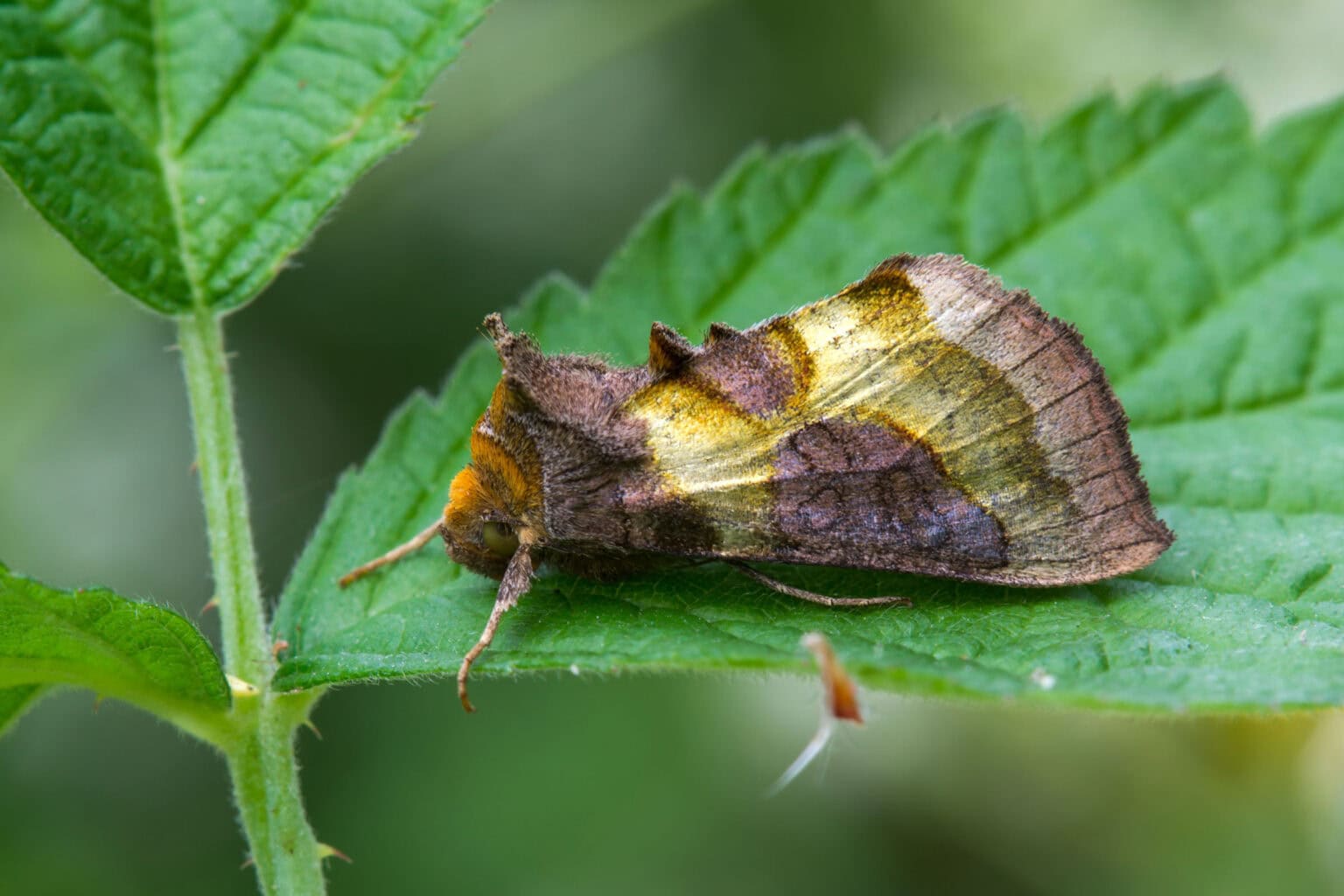 Gatunek Diachrysia_chrysitis - Motylarnia Władysławowo