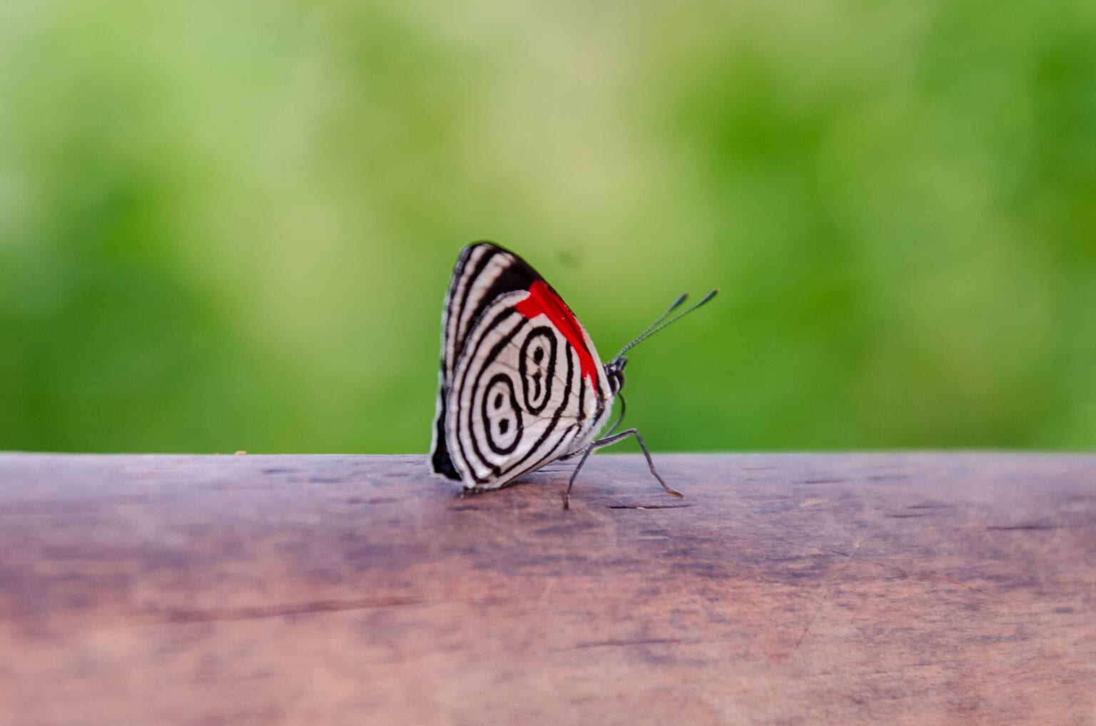 Gatunek Diaethria_anna - Motylarnia Władysławowo
