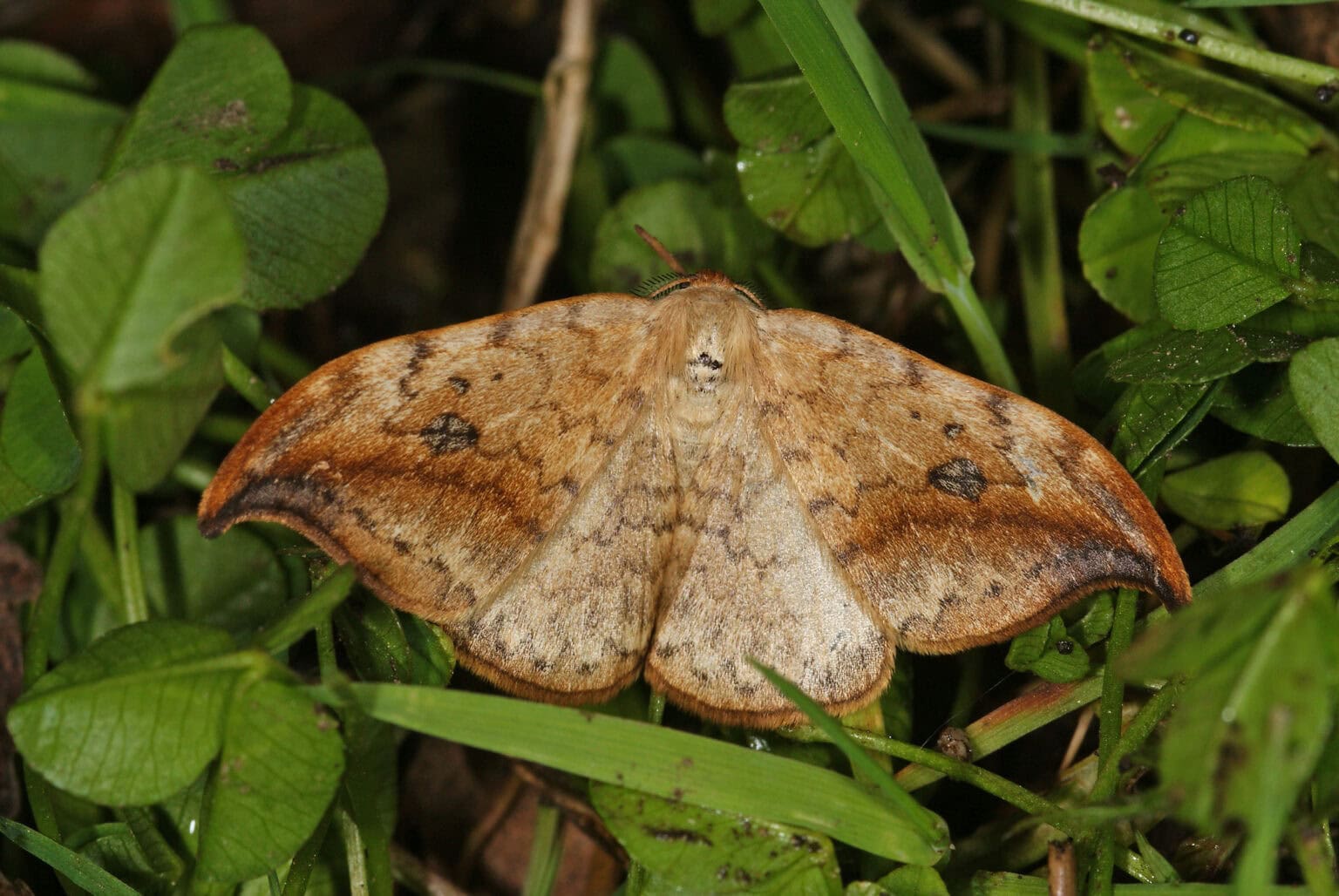 Gatunek Drepana_falcataria - Motylarnia Władysławowo