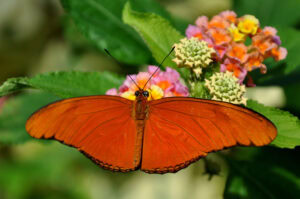 Gatunek Dryas_julia - Motylarnia Władysławowo