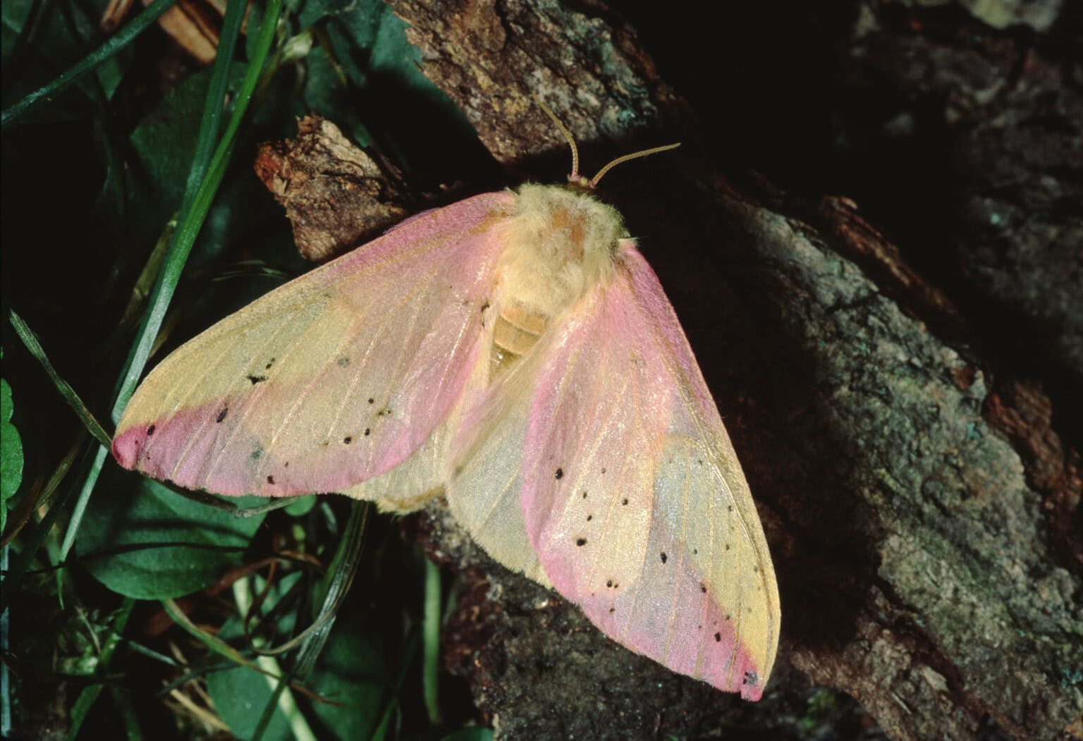 Gatunek Dryocampa_rubicunda - Motylarnia Władysławowo