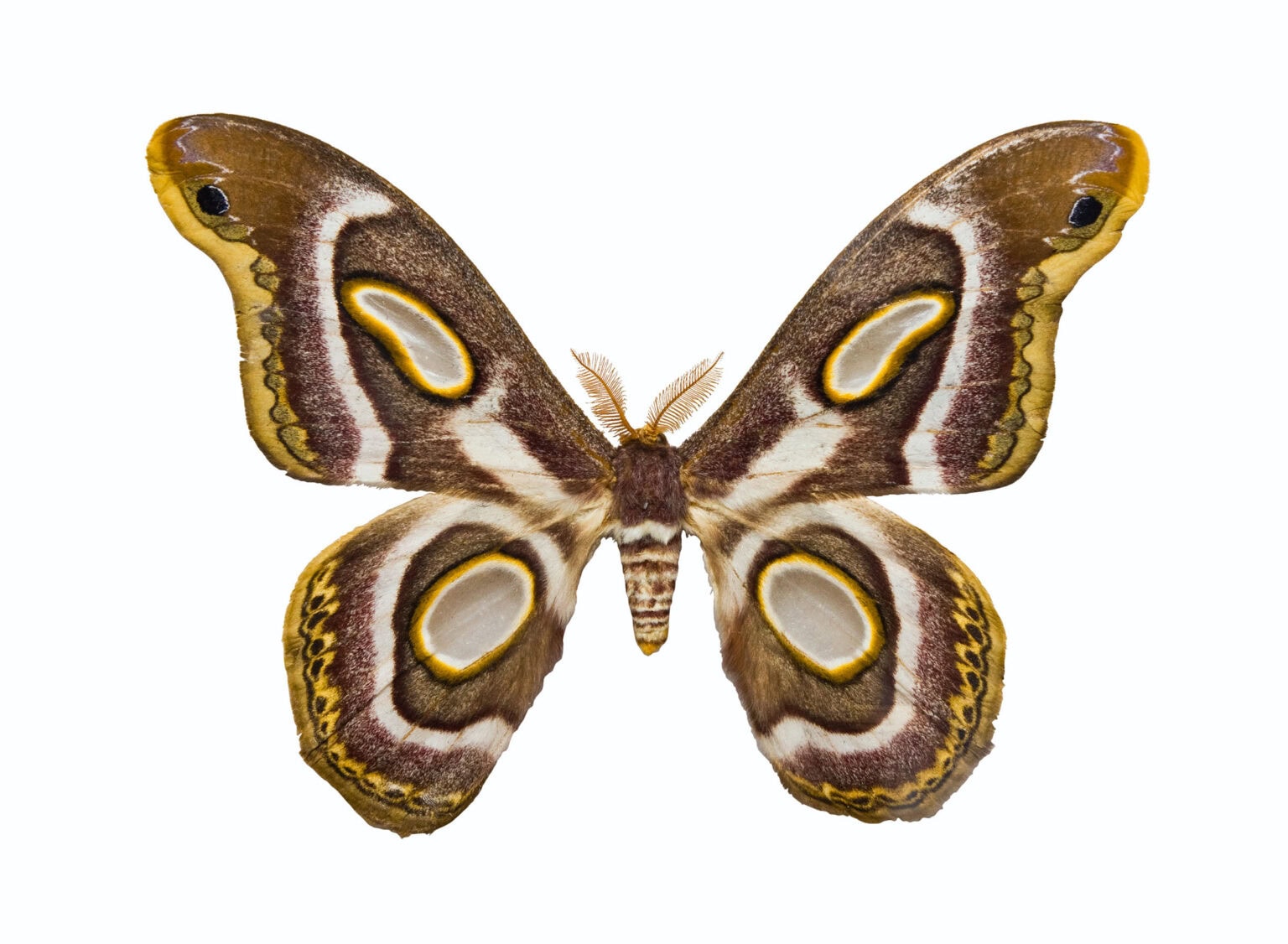 Gatunek Epiphora_mythimnia - Motylarnia Władysławowo