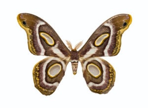 Gatunek Epiphora_mythimnia - Motylarnia Władysławowo