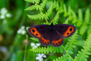Gatunek Erebia_aethiops - Motylarnia Władysławowo