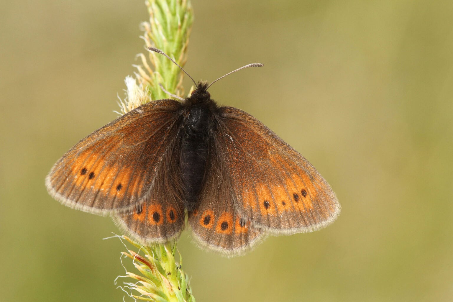 Gatunek Erebia_epiphron - Motylarnia Władysławowo