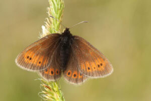 Gatunek Erebia_epiphron - Motylarnia Władysławowo