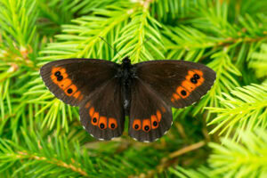 Gatunek Erebia_ligea - Motylarnia Władysławowo