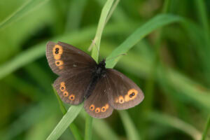 Gatunek Erebia_medusa - Motylarnia Władysławowo