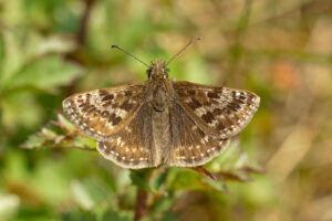 Gatunek Erynnis_tages - Motylarnia Władysławowo