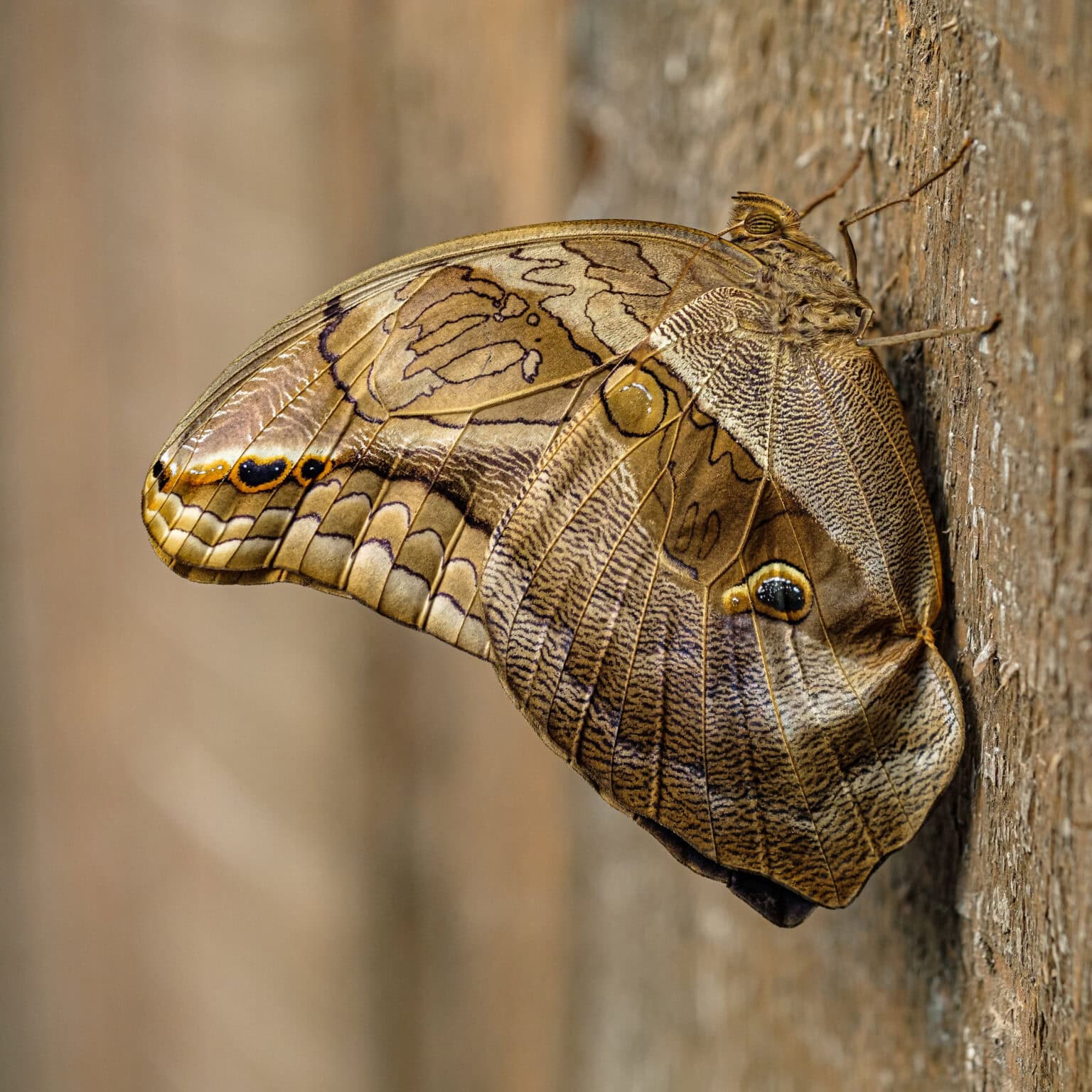 Gatunek Eryphanis_polyxena - Motylarnia Władysławowo