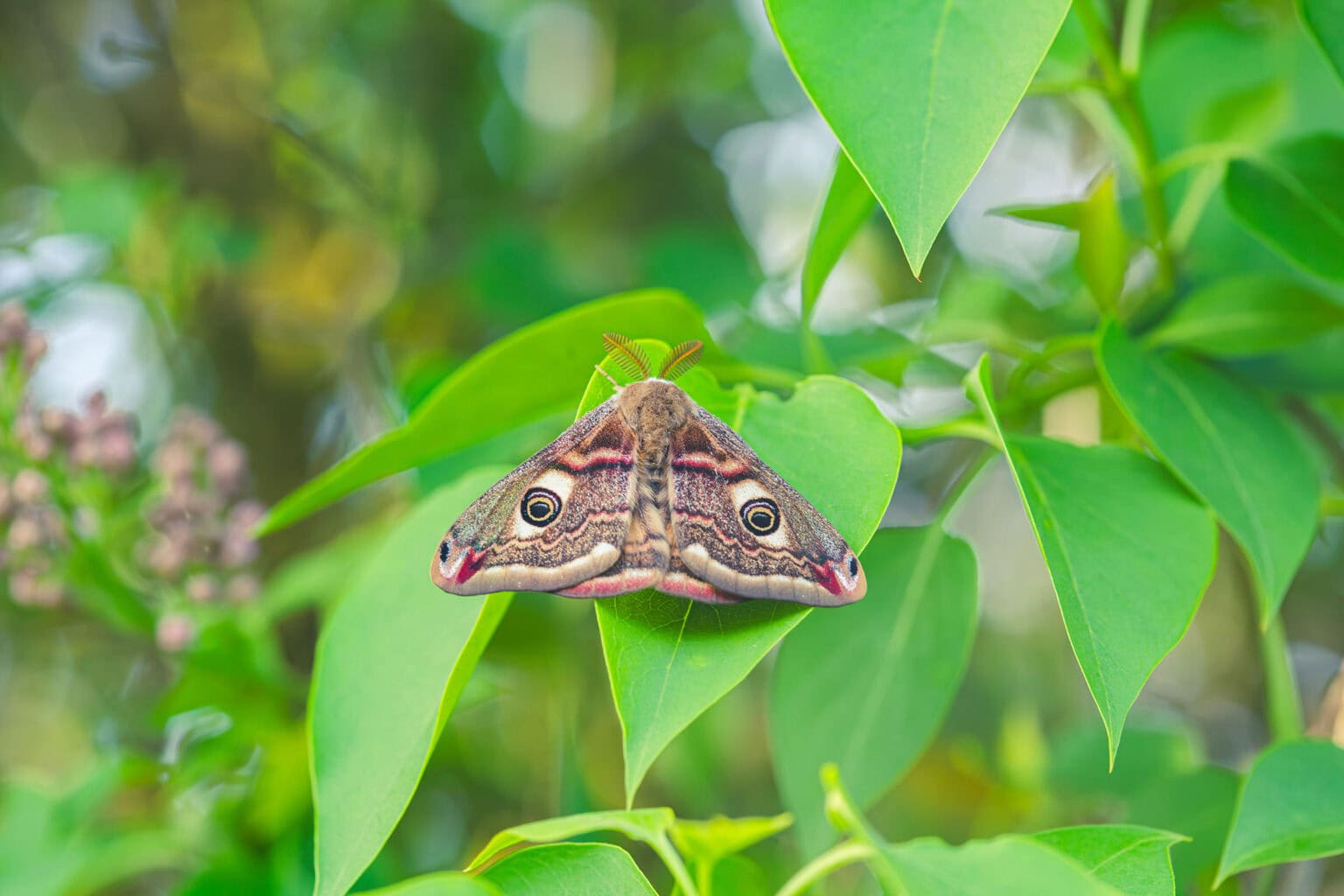 Gatunek Eudia_pavonia - Motylarnia Władysławowo