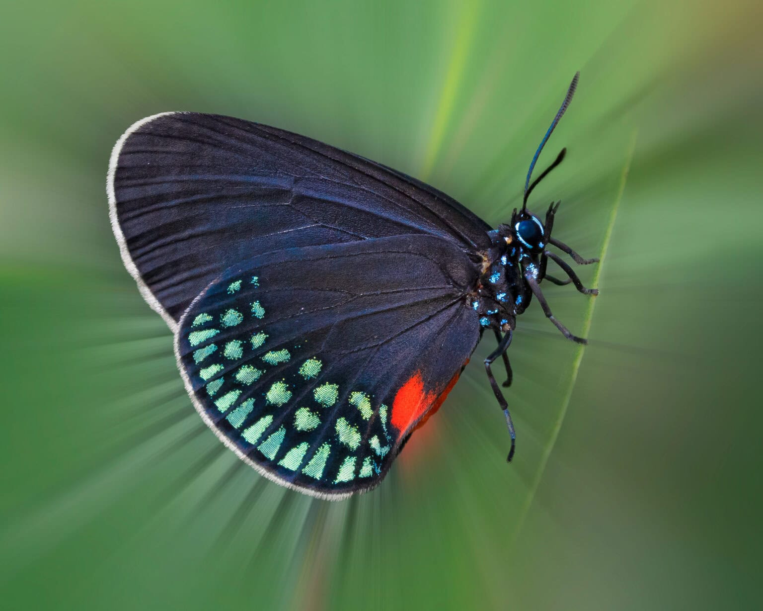 Gatunek Eumaeus_atala - Motylarnia Władysławowo