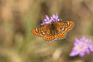 Gatunek Euphydryas_aurinia - Motylarnia Władysławowo