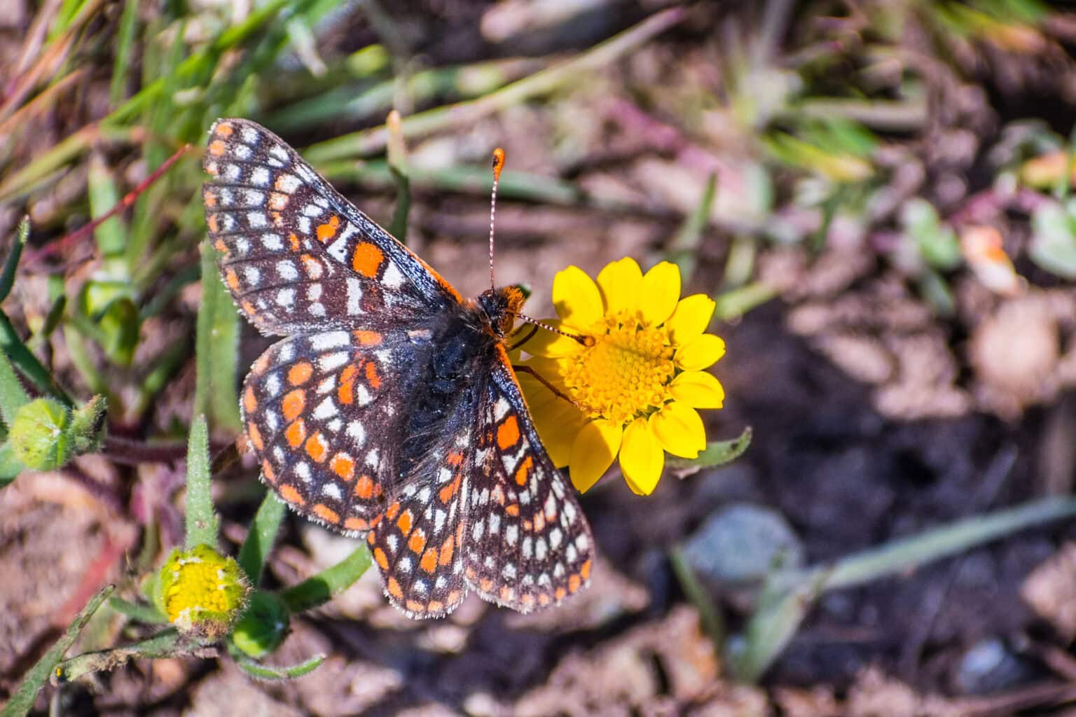 Gatunek Euphydryas_editha - Motylarnia Władysławowo