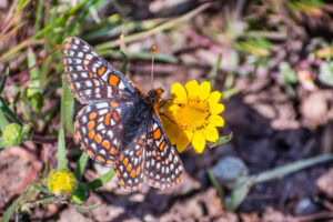 Gatunek Euphydryas_editha - Motylarnia Władysławowo