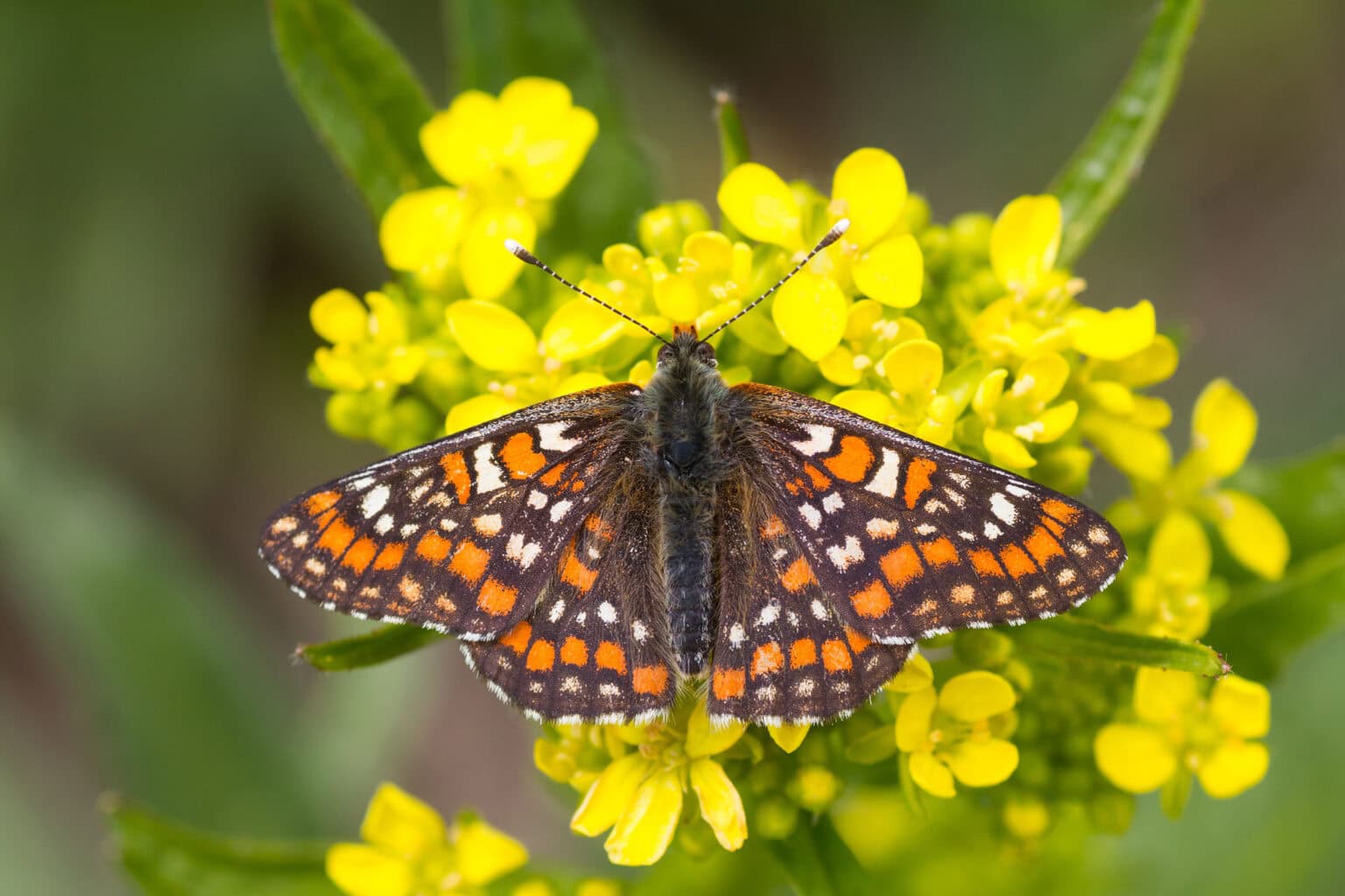 Gatunek Euphydryas_maturna - Motylarnia Władysławowo
