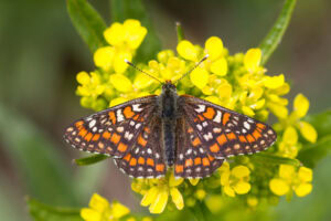 Gatunek Euphydryas_maturna - Motylarnia Władysławowo