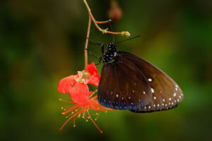 Gatunek Euploea_camaralzeman - Motylarnia Władysławowo