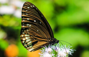Gatunek Euploea_core - Motylarnia Władysławowo