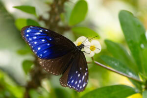 Gatunek Euploea_mulciber - Motylarnia Władysławowo