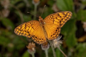 Gatunek Euptoieta_hegesia - Motylarnia Władysławowo