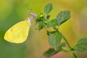 Gatunek Eurema_mexicana - Motylarnia Władysławowo