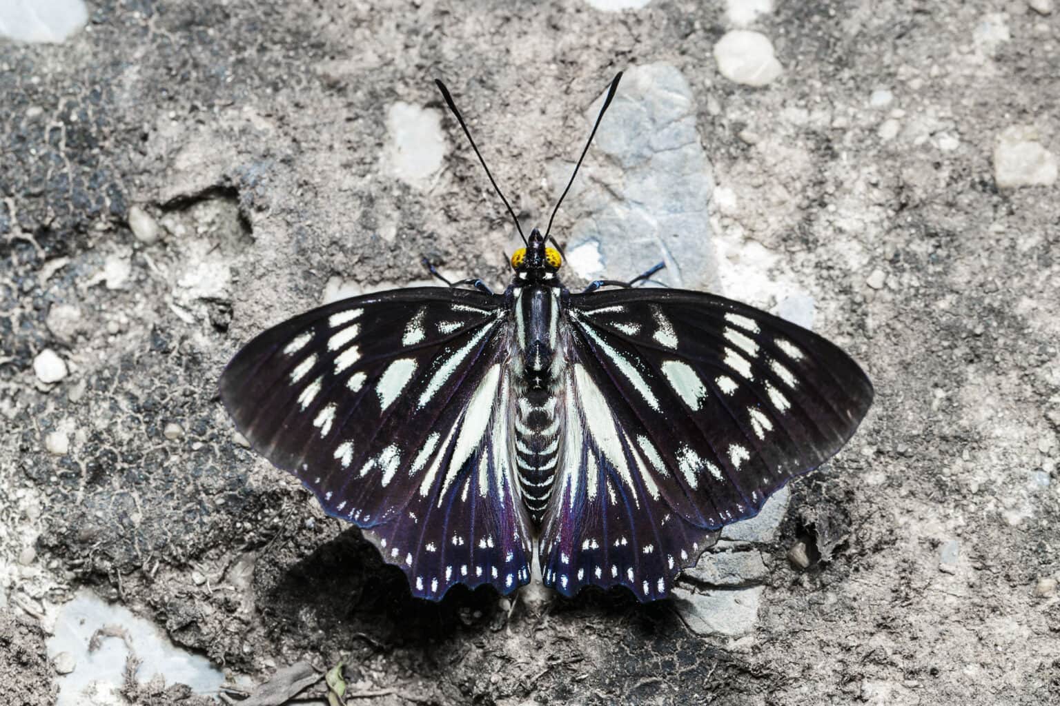 Gatunek Euripus_nyctelius - Motylarnia Władysławowo