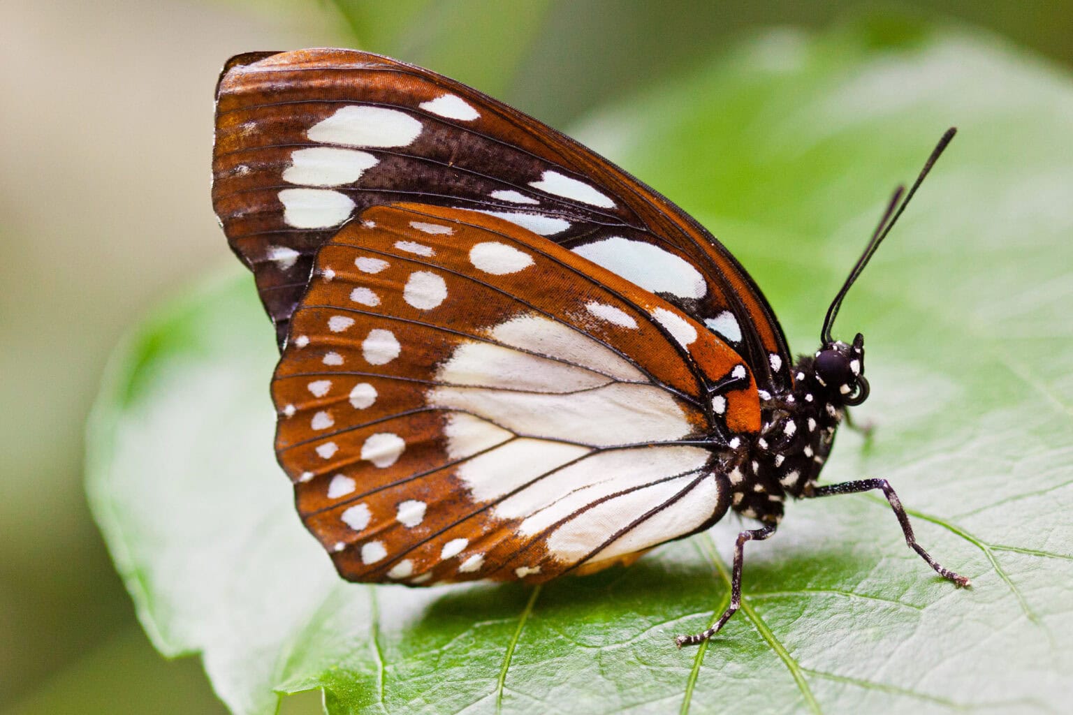 Gatunek Euxanthe_wakefieldii - Motylarnia Władysławowo
