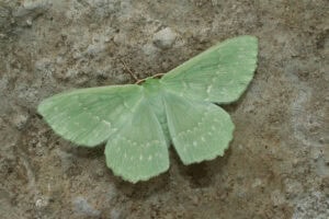 Gatunek Geometra_papilionaria - Motylarnia Władysławowo