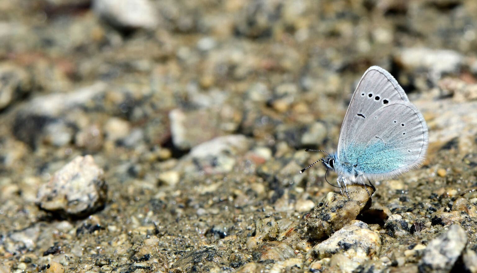 Gatunek Glaucopsyche_alexis - Motylarnia Władysławowo
