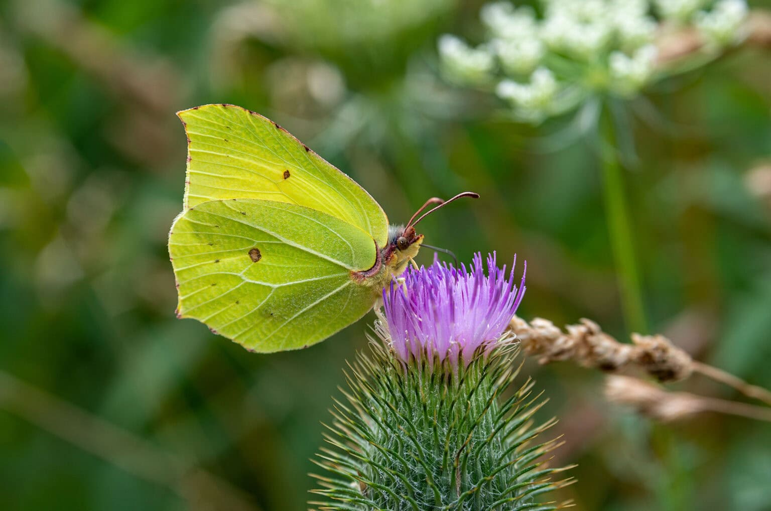 Gatunek Gonepteryx_rhamni - Motylarnia Władysławowo