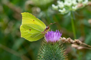 Gatunek Gonepteryx_rhamni - Motylarnia Władysławowo
