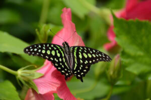 Gatunek Graphium_agamemnon - Motylarnia Władysławowo