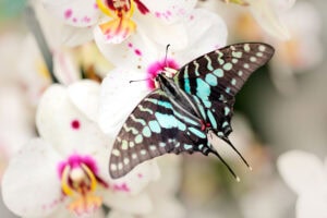 Gatunek Graphium_antheus - Motylarnia Władysławowo