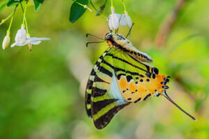 Gatunek Graphium_antiphates - Motylarnia Władysławowo