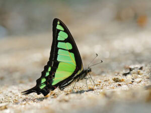 Gatunek Graphium_cloanthus - Motylarnia Władysławowo
