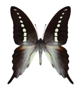 Gatunek Graphium_codrus - Motylarnia Władysławowo