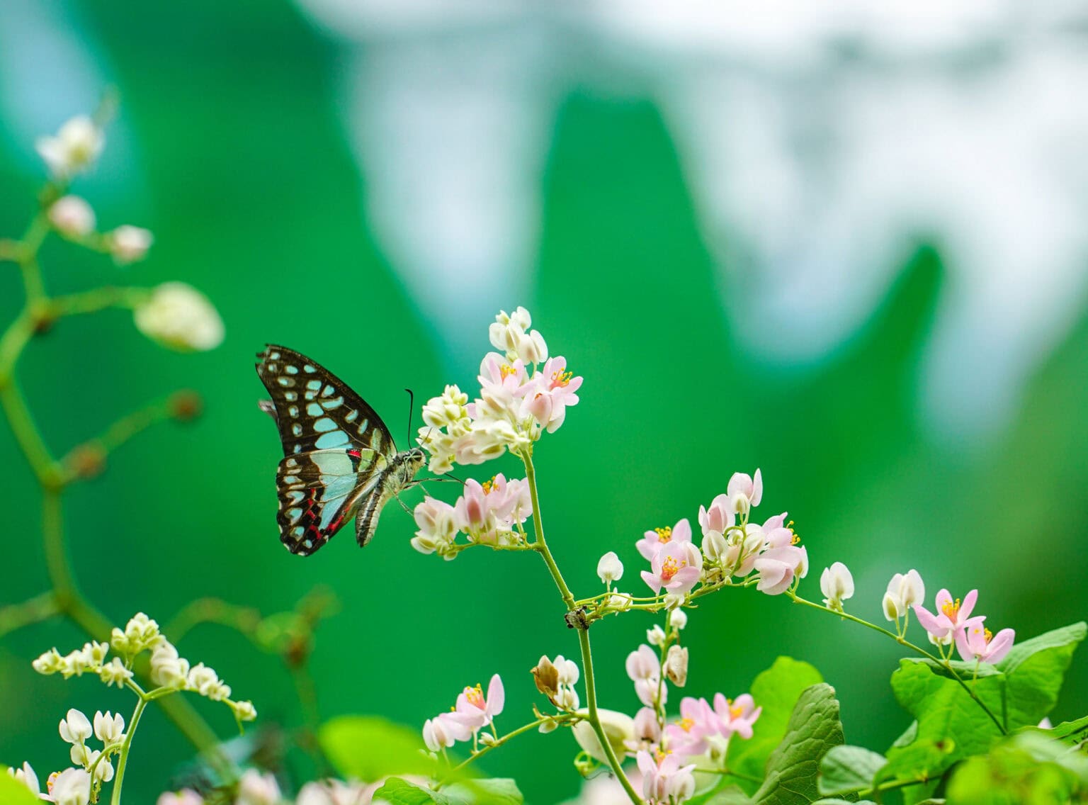 Gatunek Graphium_doson - Motylarnia Władysławowo