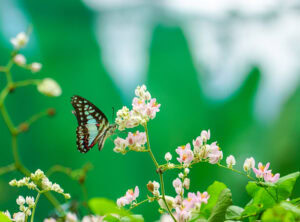 Gatunek Graphium_doson - Motylarnia Władysławowo