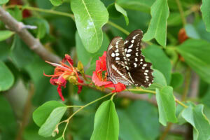 Gatunek Graphium_leonidas - Motylarnia Władysławowo
