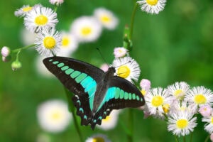 Gatunek Graphium_sarpedon - Motylarnia Władysławowo