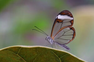 Gatunek Greta_otto - Motylarnia Władysławowo